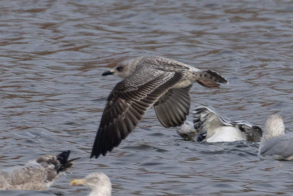 小黑背鷗 - ML647774151