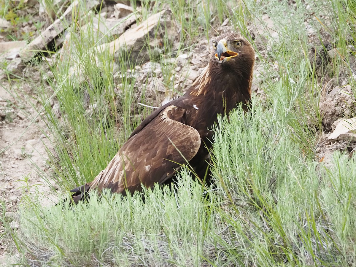 金鵰 - ML647774153