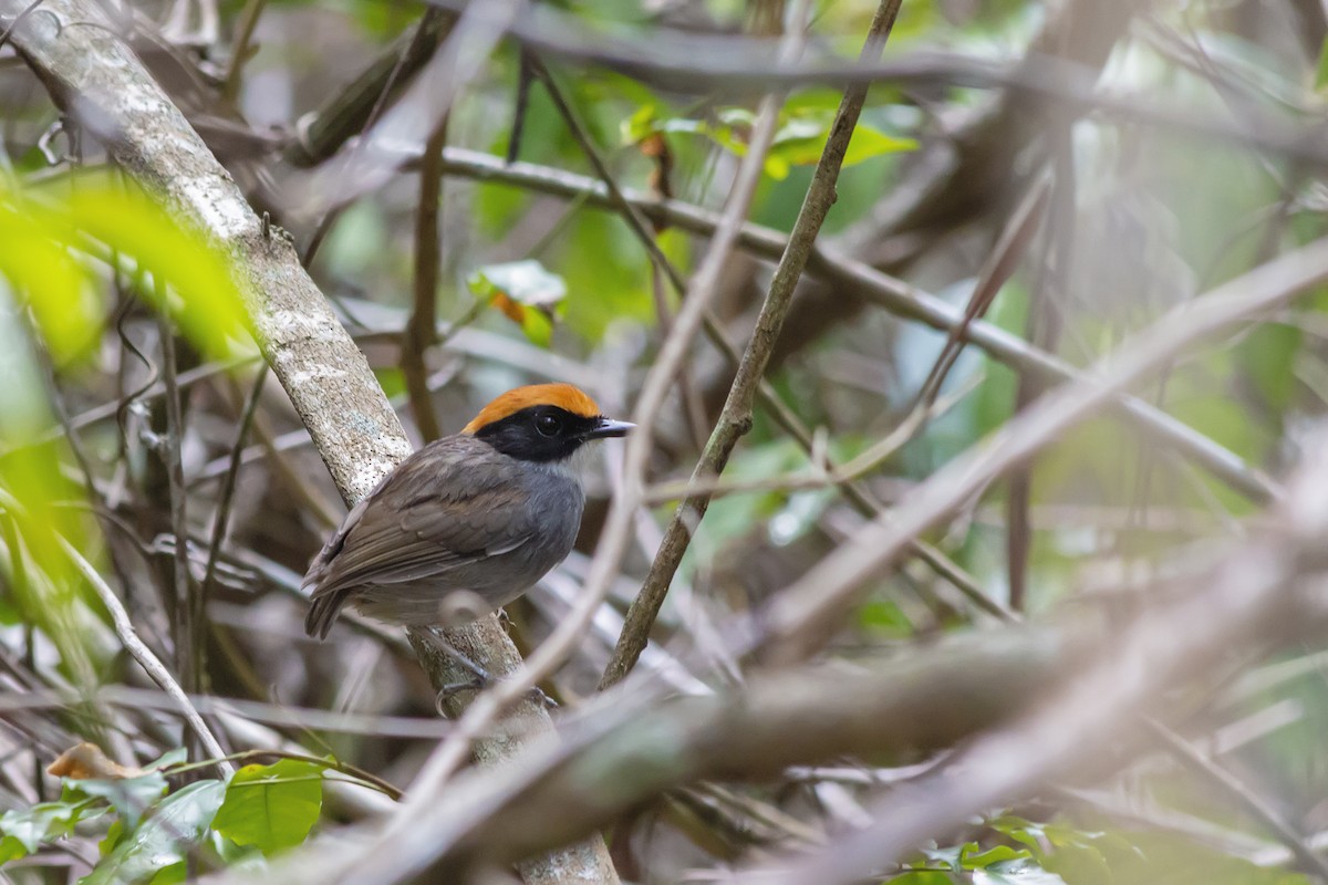 Black-cheeked Gnateater - ML647774154