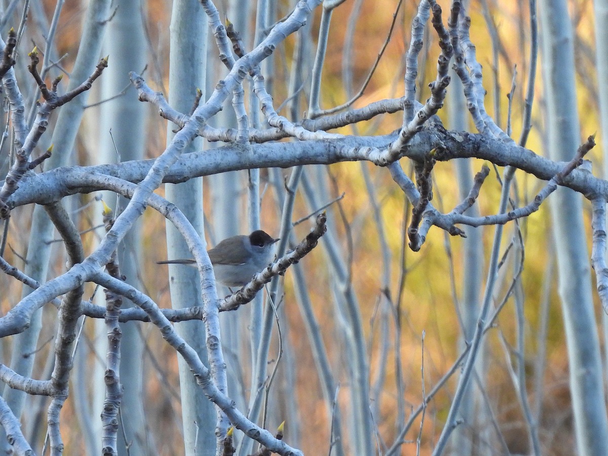 Eurasian Blackcap - ML647774155