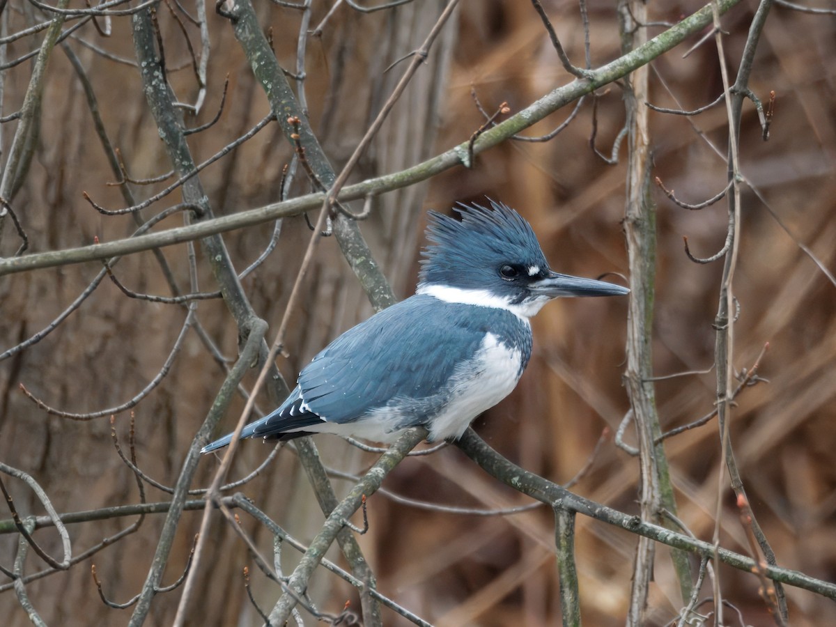 Belted Kingfisher - ML647774156