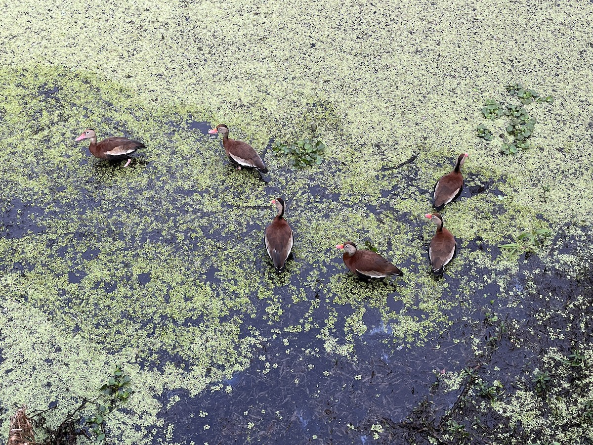 Black-bellied Whistling-Duck - ML647774157