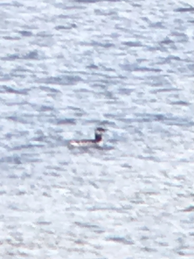 崖海鴉 - ML647774158