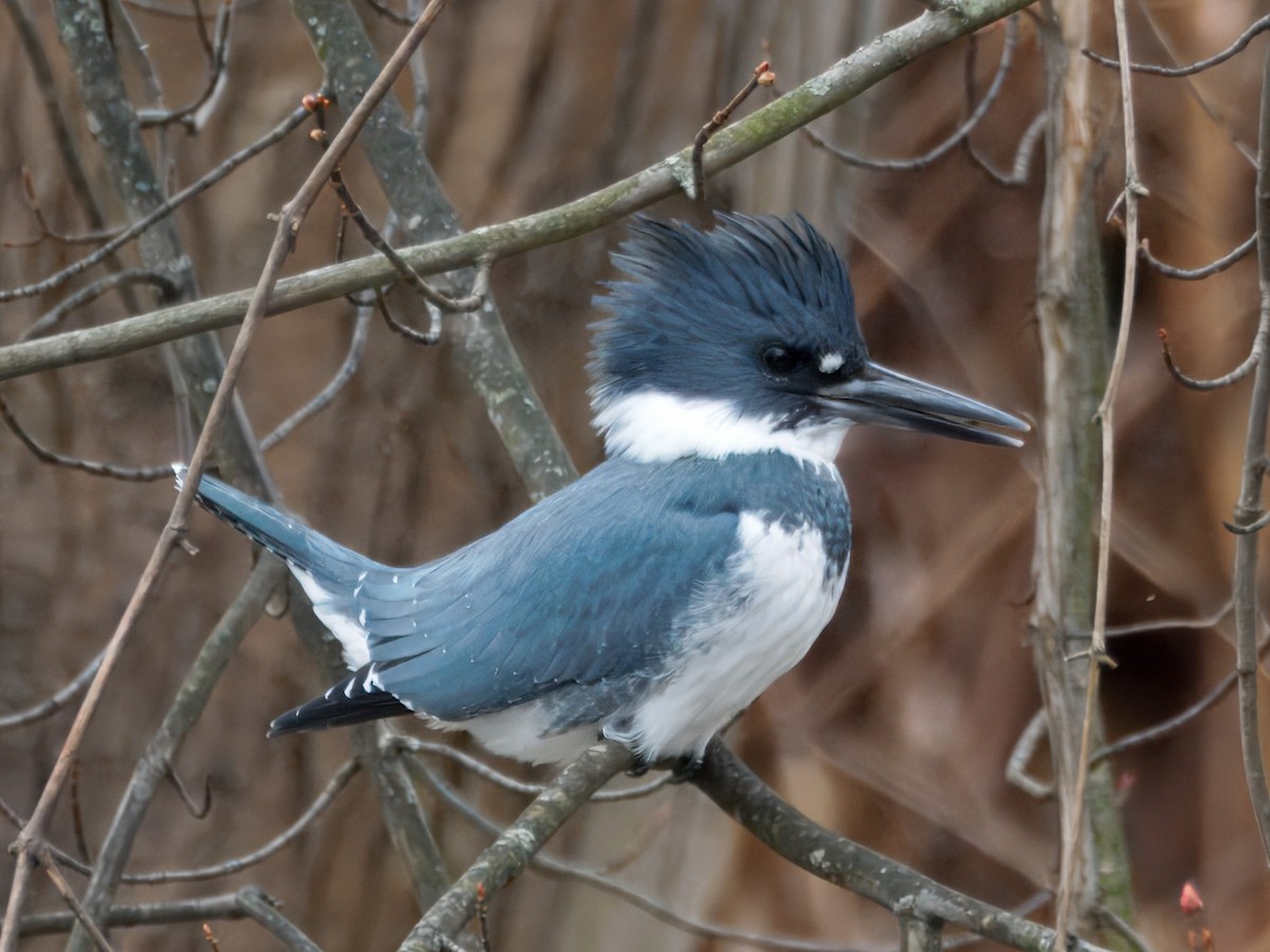 Belted Kingfisher - ML647774160