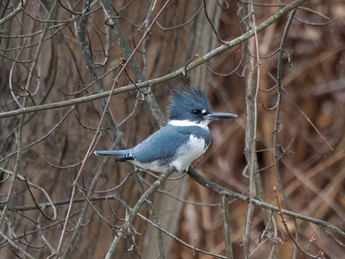 Belted Kingfisher - ML647774161