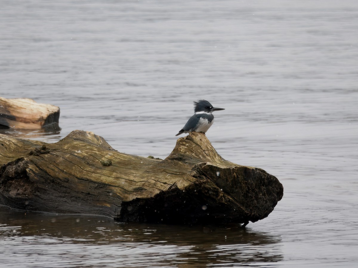 Belted Kingfisher - ML647774162