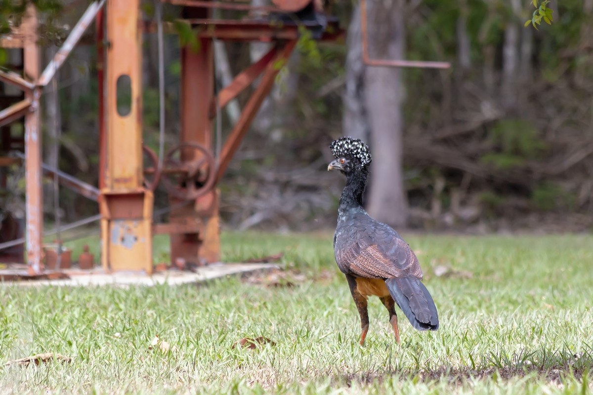 Red-billed Curassow - ML647774163