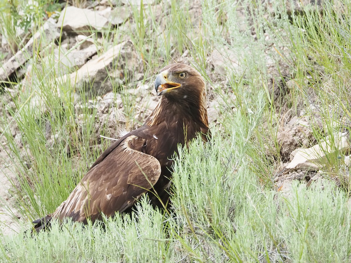 金鵰 - ML647774164