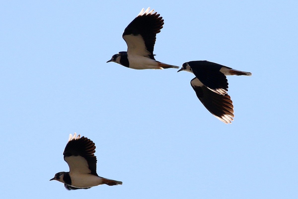 小辮鴴 - ML647774165