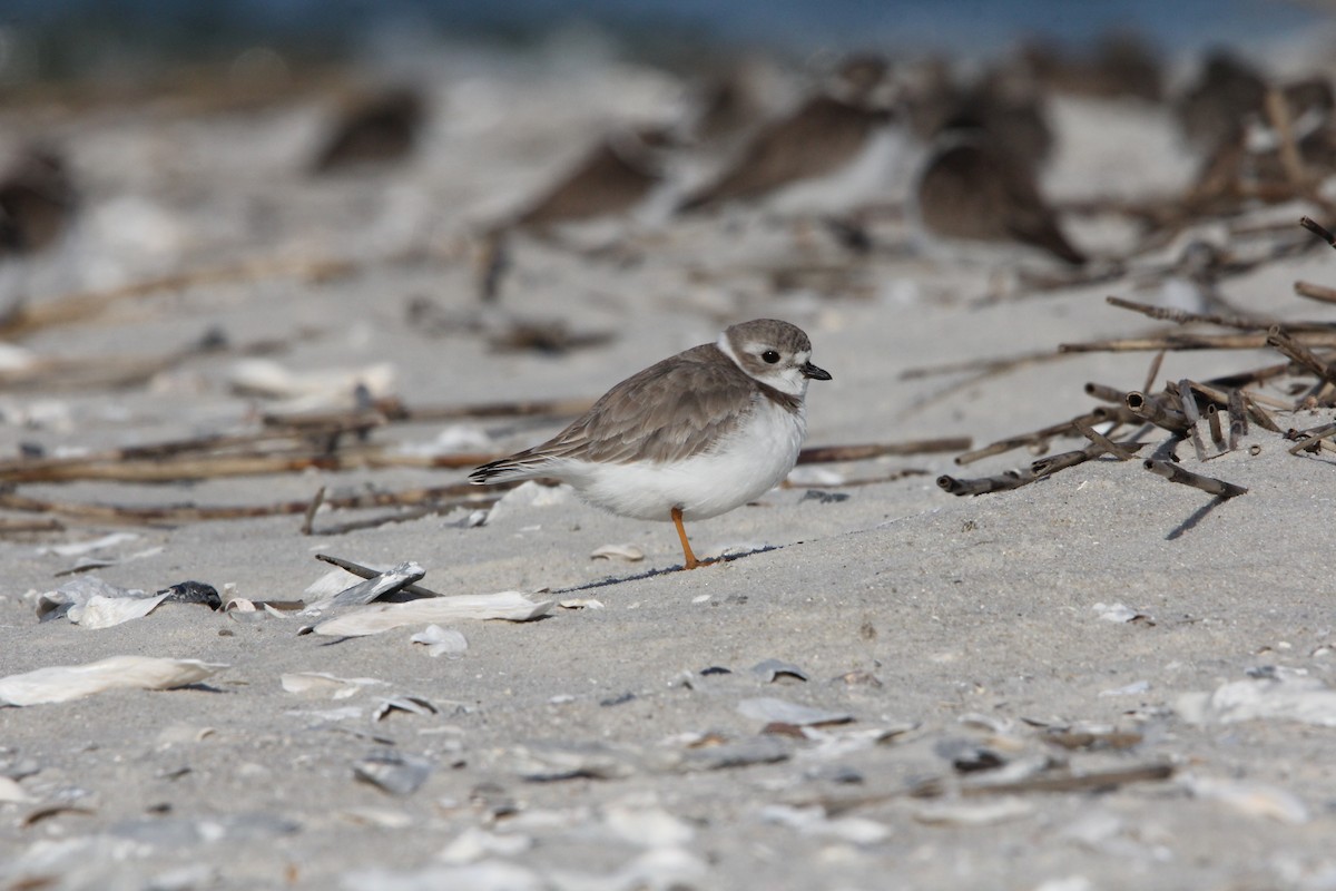 Piping Plover - ML647774166