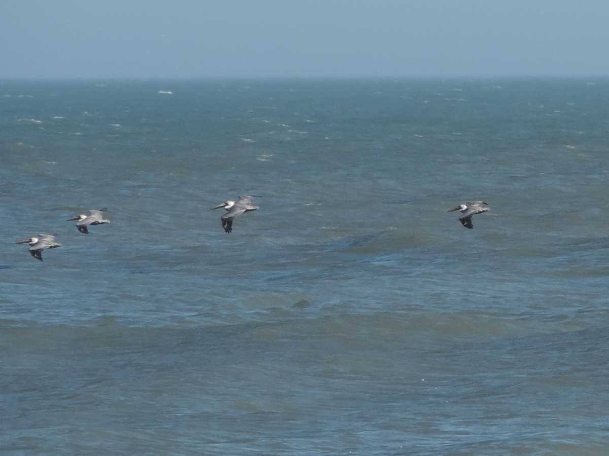 Brown Pelican - ML647774167