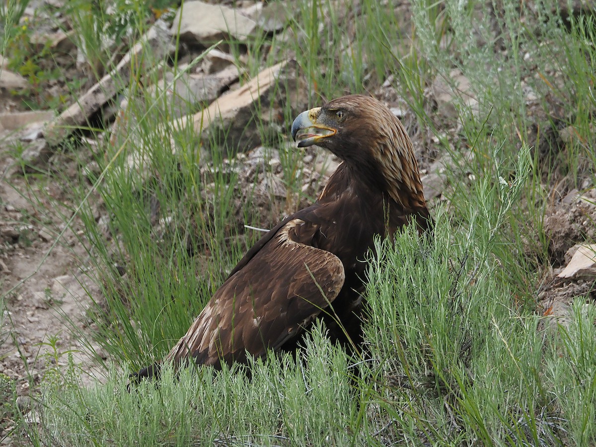 金鵰 - ML647774168