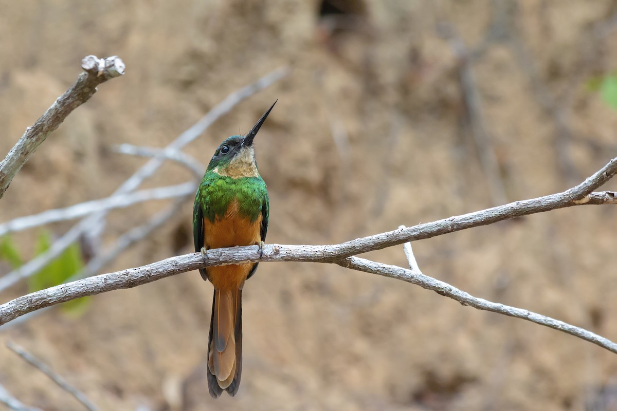 Rufous-tailed Jacamar - ML647774169