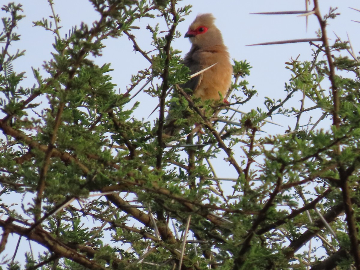 Red-faced Mousebird - ML647774174