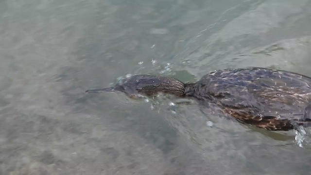 kormorán chocholatý - ML647774186