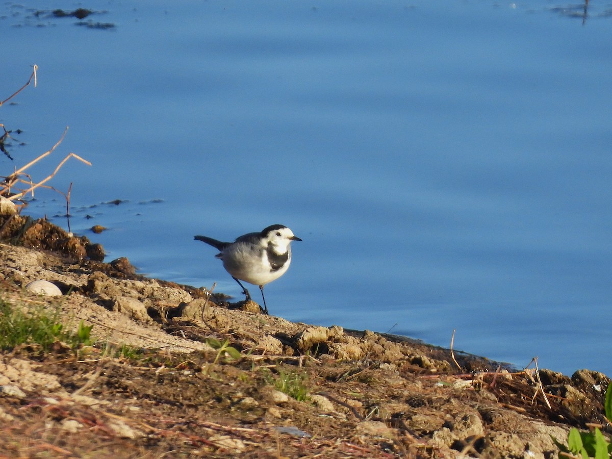 Lavandera Blanca - ML647774194