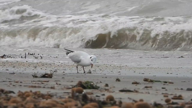 racek chechtavý - ML647774204