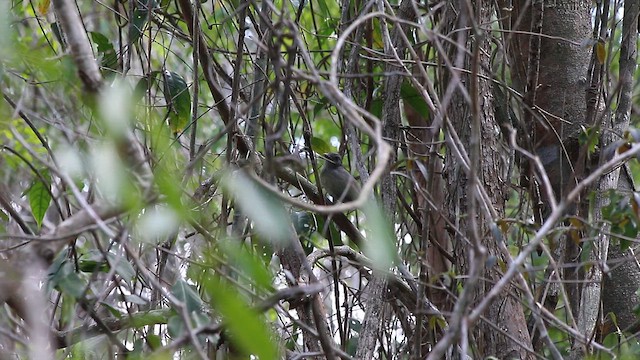 kotinga křiklavá - ML647774212