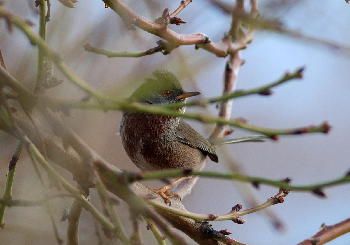 Dartford Warbler - ML647774267