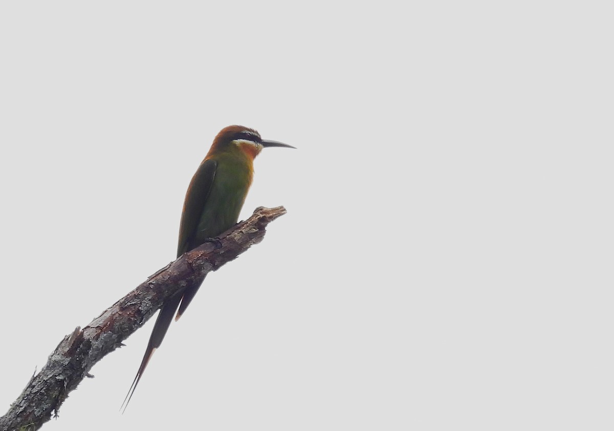 Olive Bee-eater - ML647774271