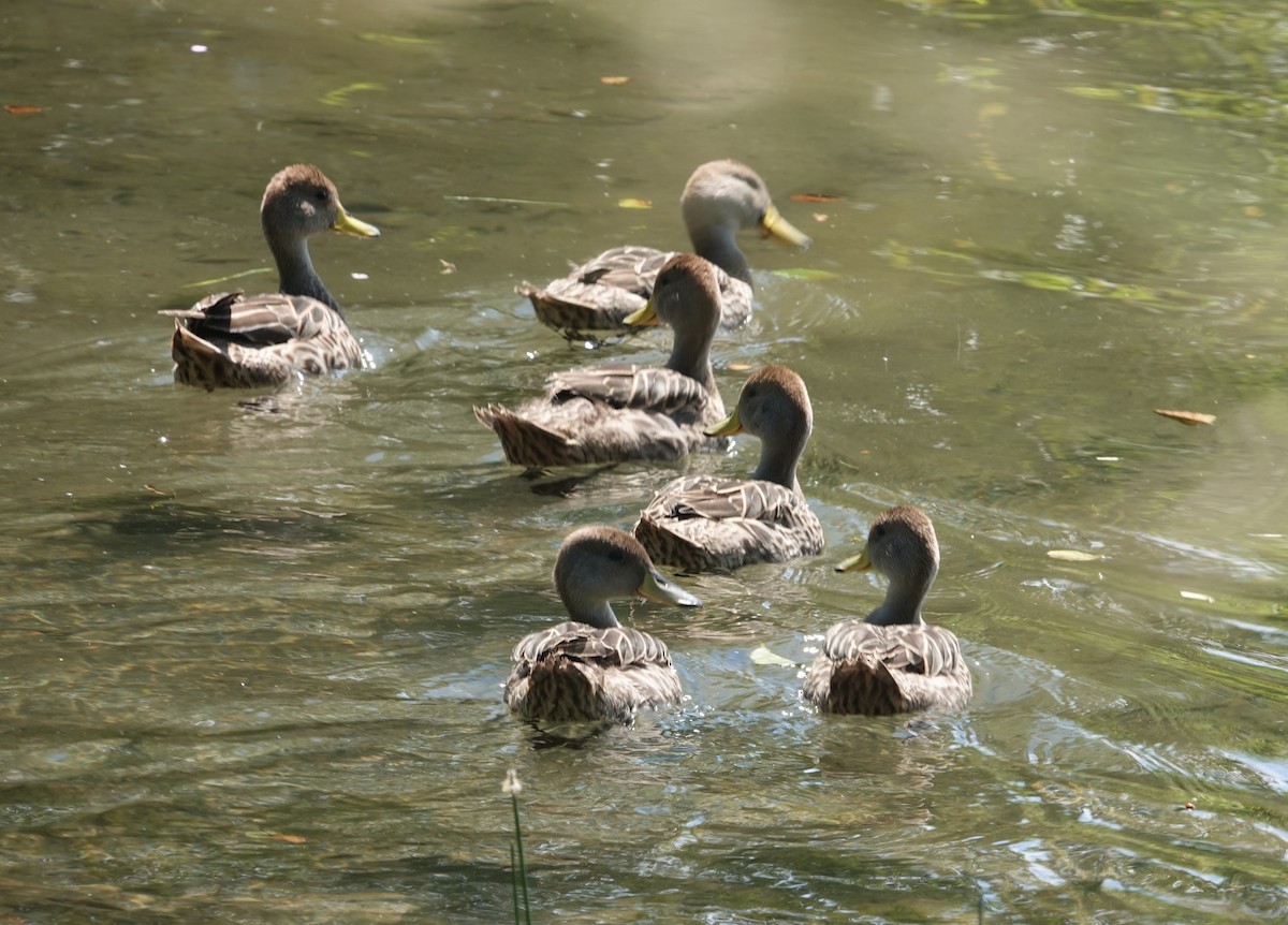 Yellow-billed Pintail - ML647774310