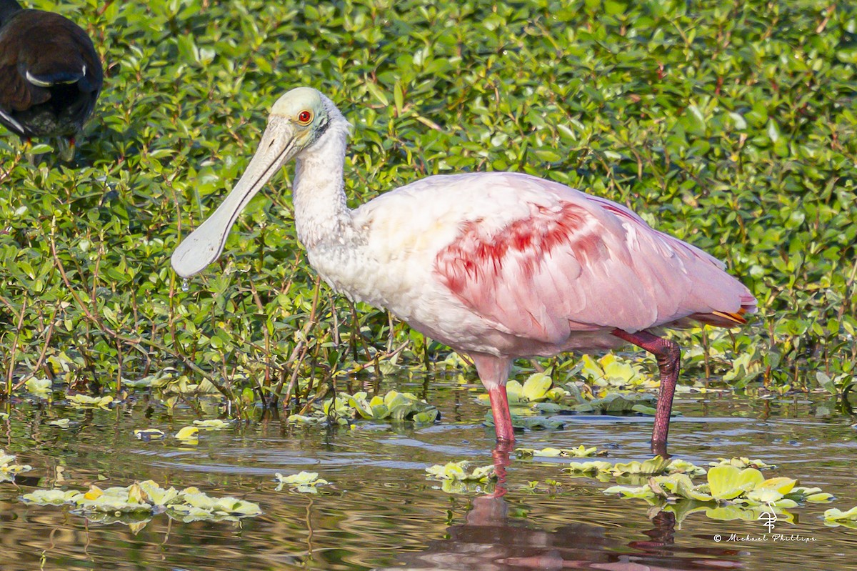 Espátula Rosada - ML647774311