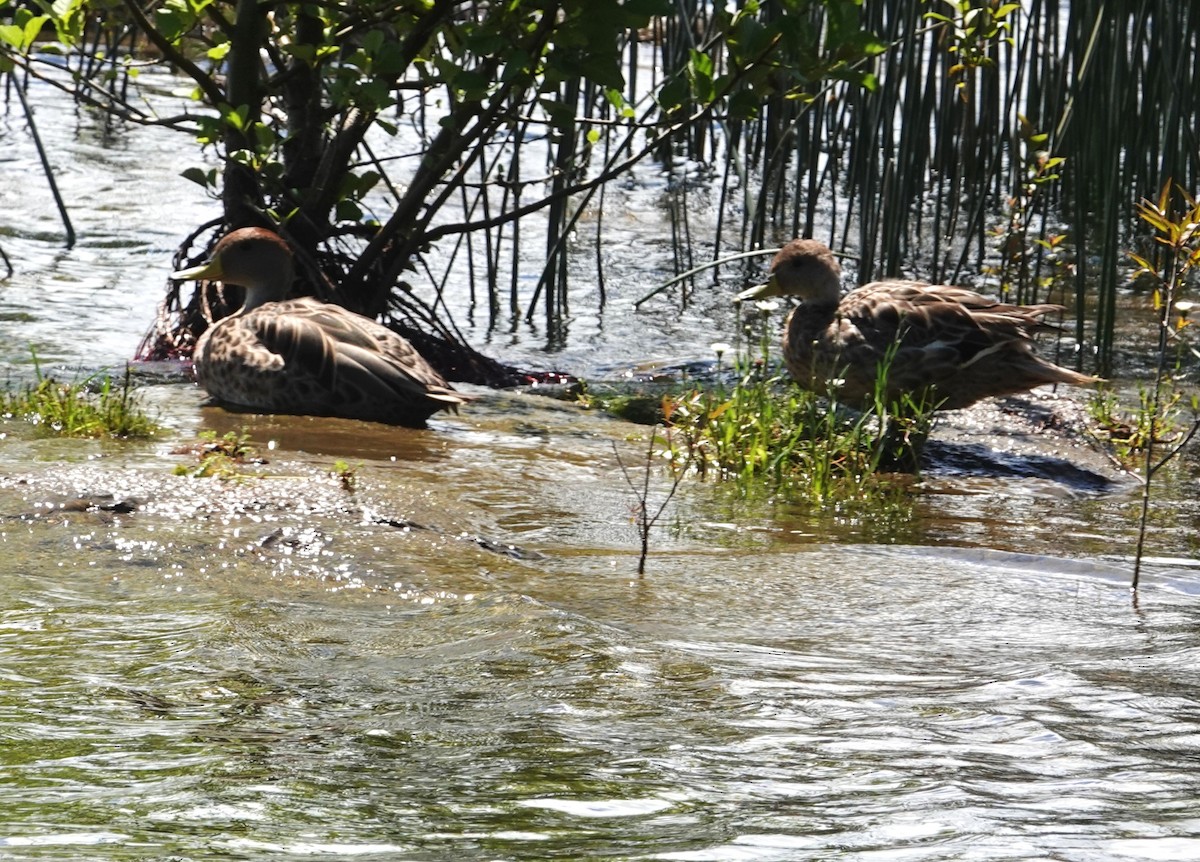 Yellow-billed Pintail - ML647774312