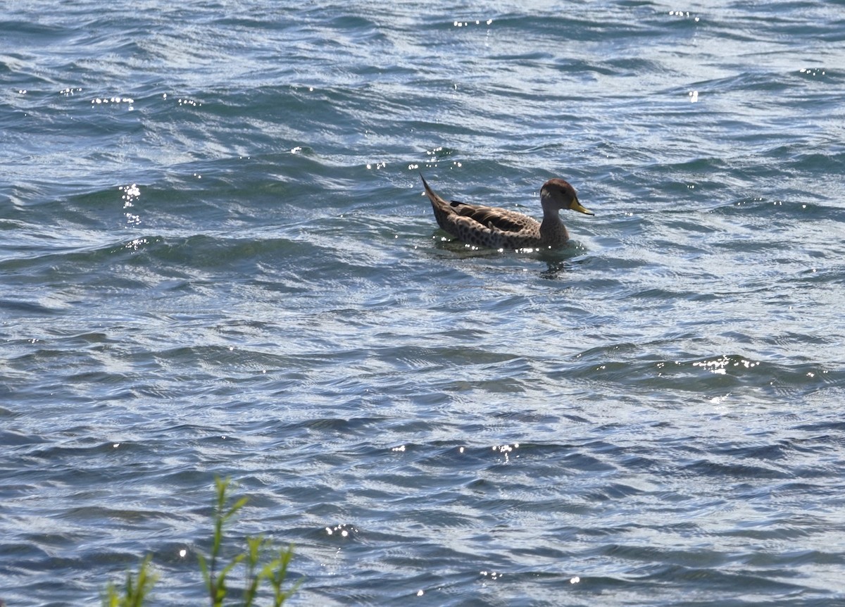 Yellow-billed Pintail - ML647774313