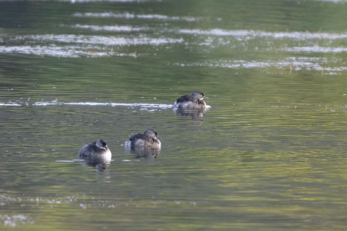 Least Grebe - ML647774348