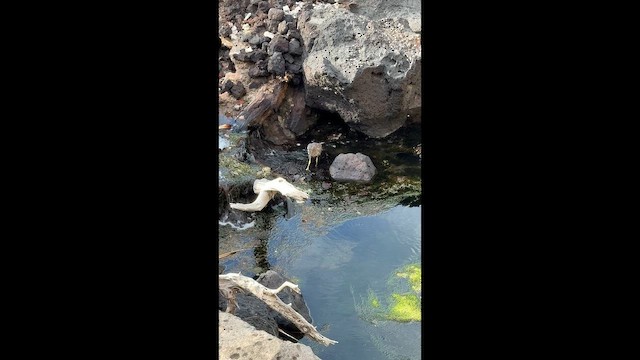 kvakoš noční - ML647774349