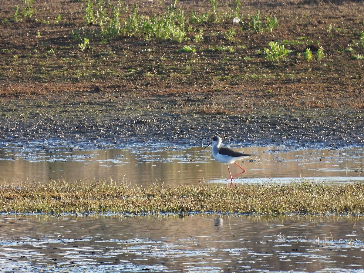 Black-winged Stilt - ML647774391