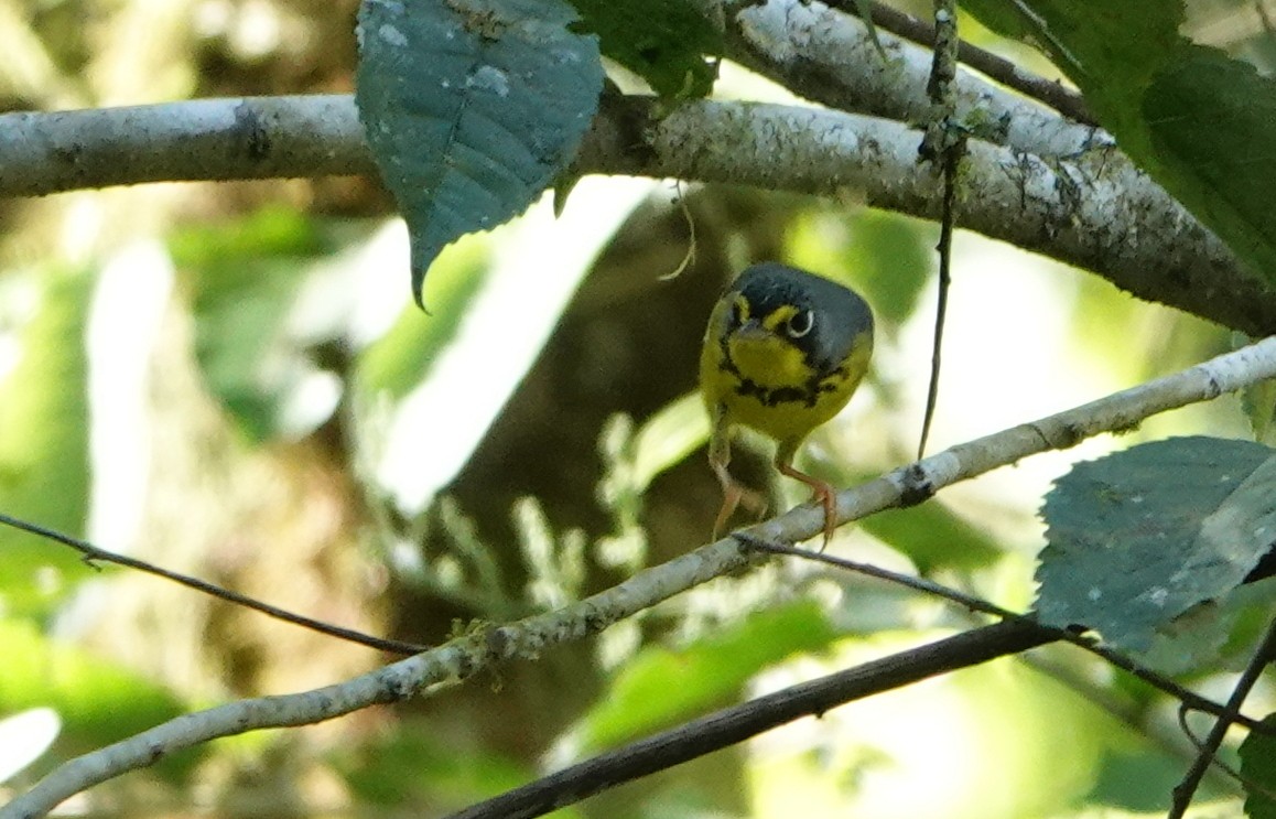 Канадская вильсония - ML647774407