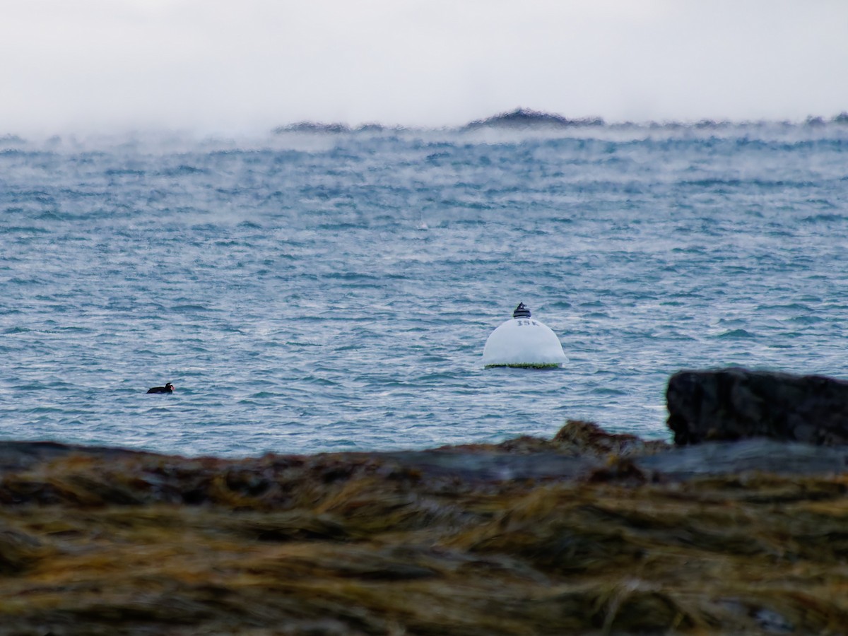 Surf Scoter - ML647774443