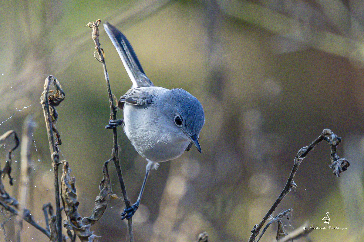 Blue-gray Gnatcatcher - ML647774458