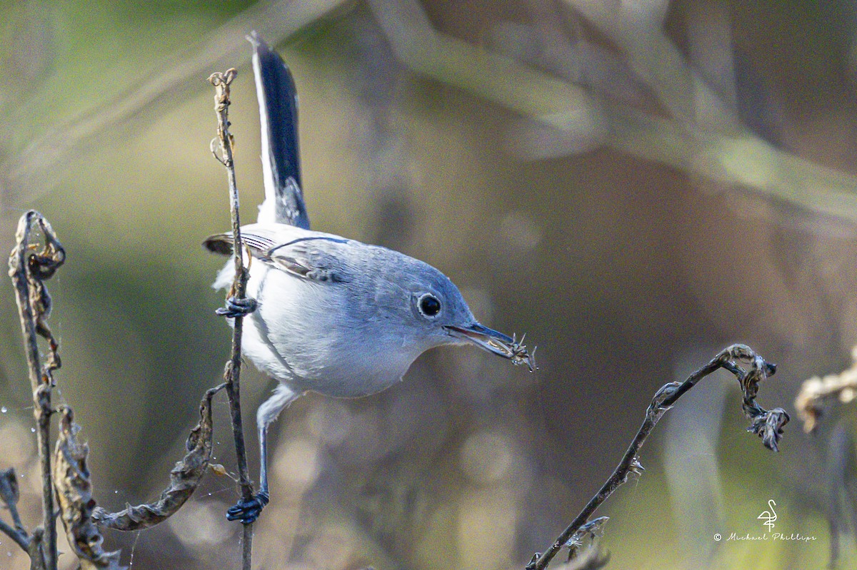 Blue-gray Gnatcatcher - ML647774459