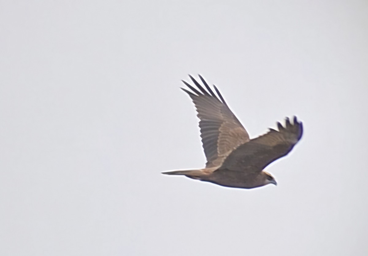 Western Marsh Harrier - ML647774470