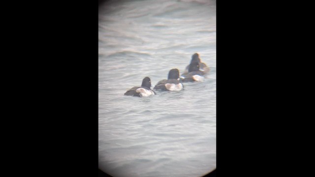 Tufted Duck - ML647774537