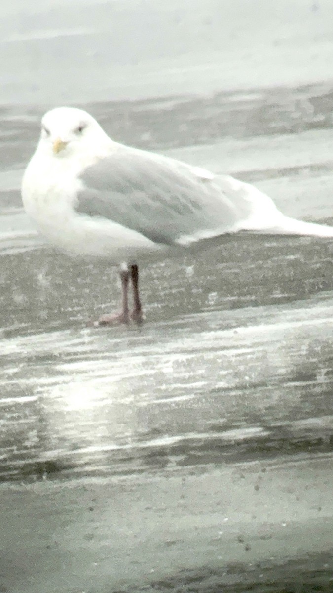 Gabbiano d'Islanda (kumlieni/glaucoides) - ML647774563