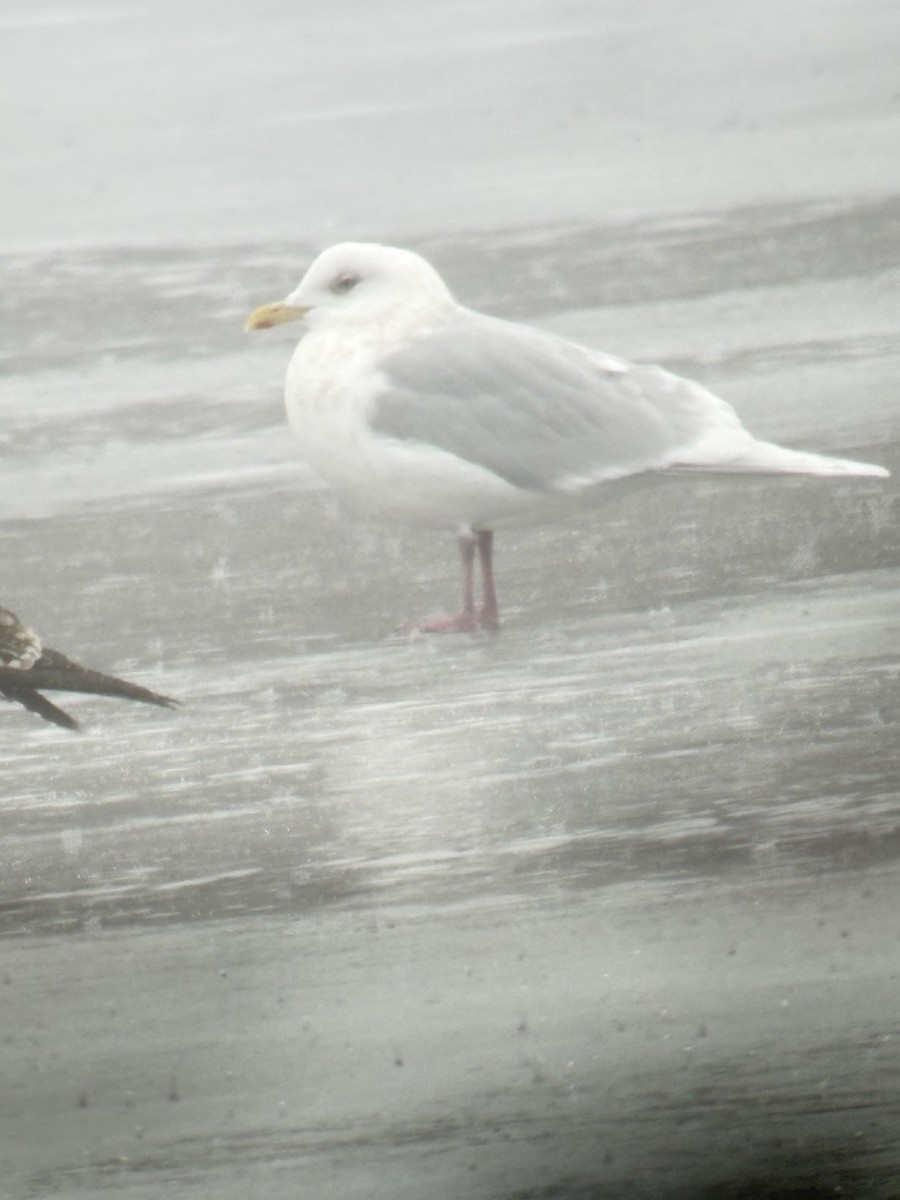 Gabbiano d'Islanda (kumlieni/glaucoides) - ML647774564