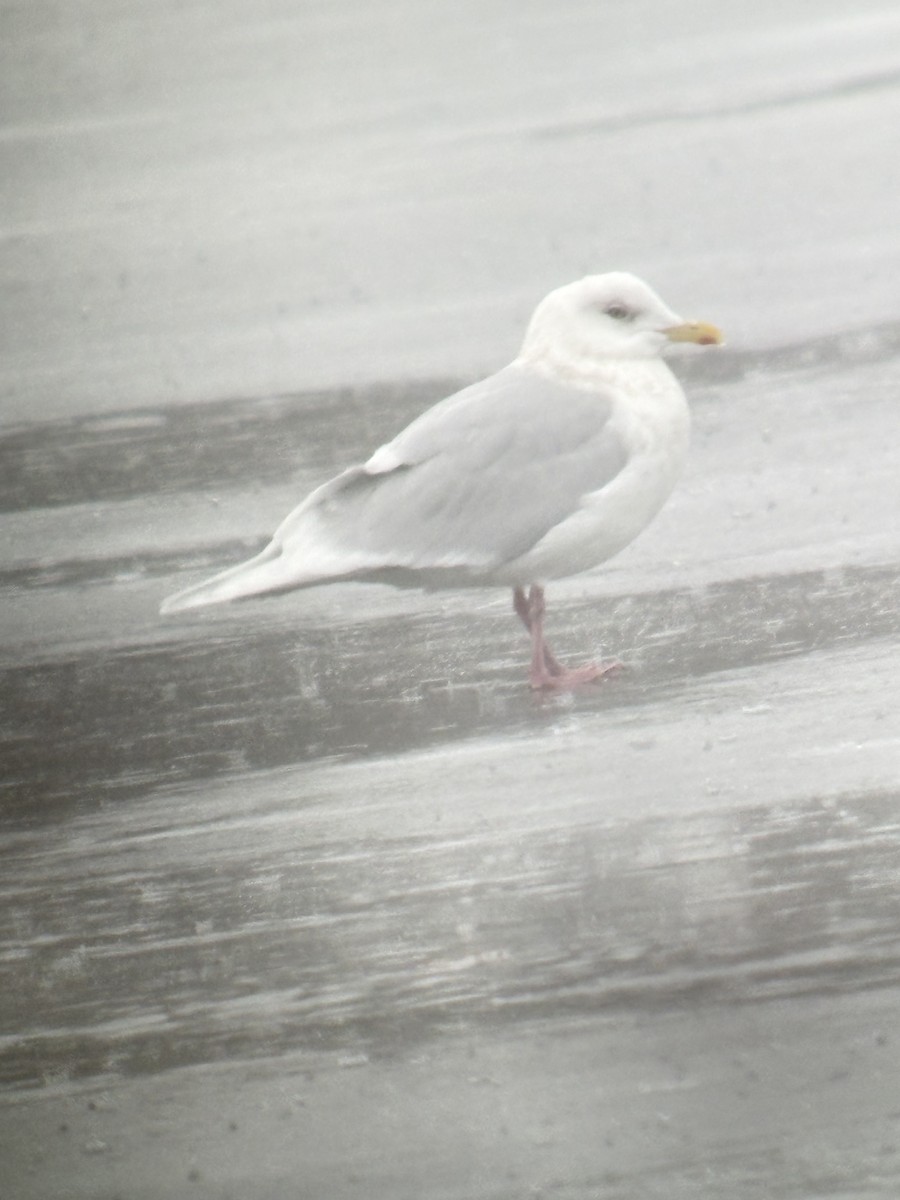 Gabbiano d'Islanda (kumlieni/glaucoides) - ML647774565