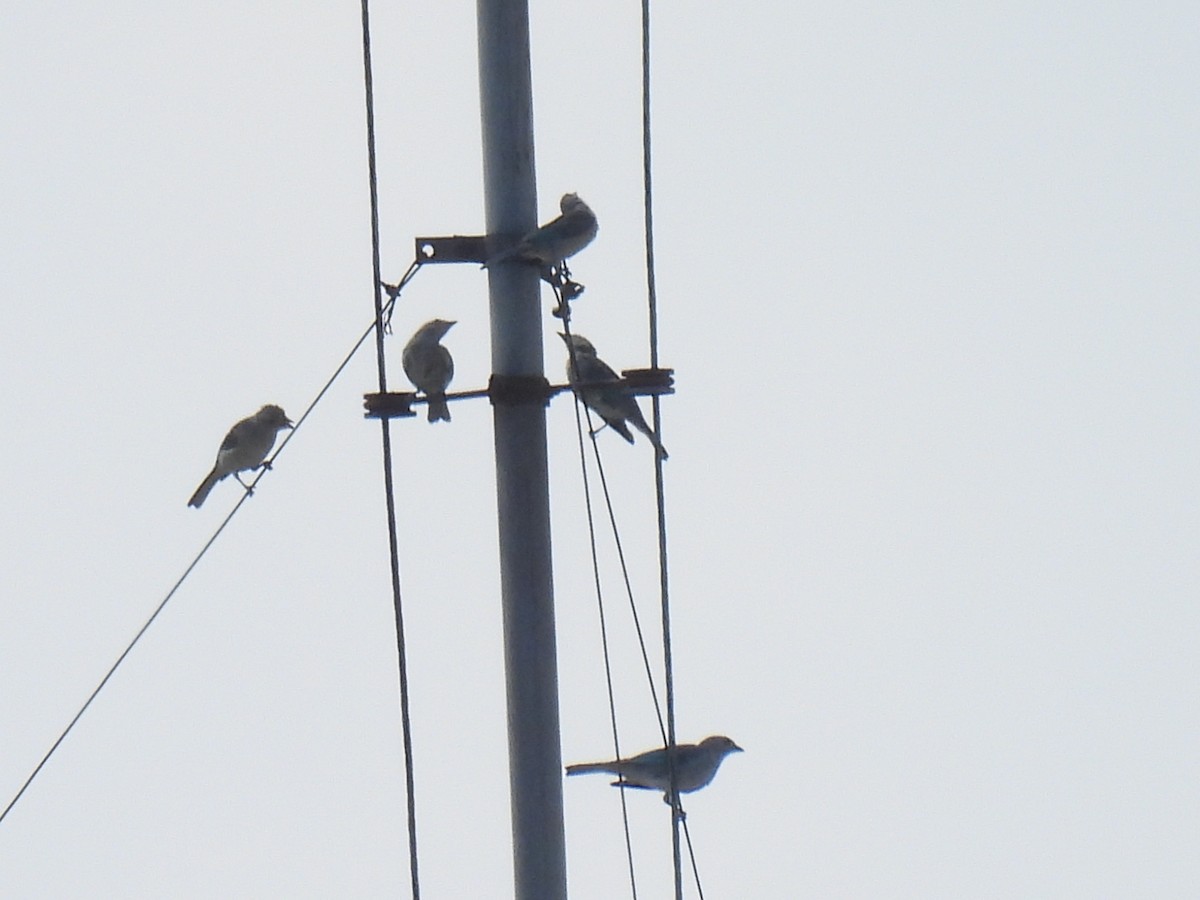 Palm Tanager - ML647774575