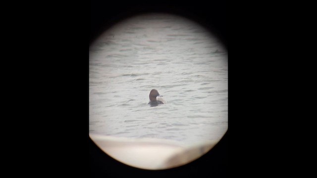Common Pochard - ML647774581