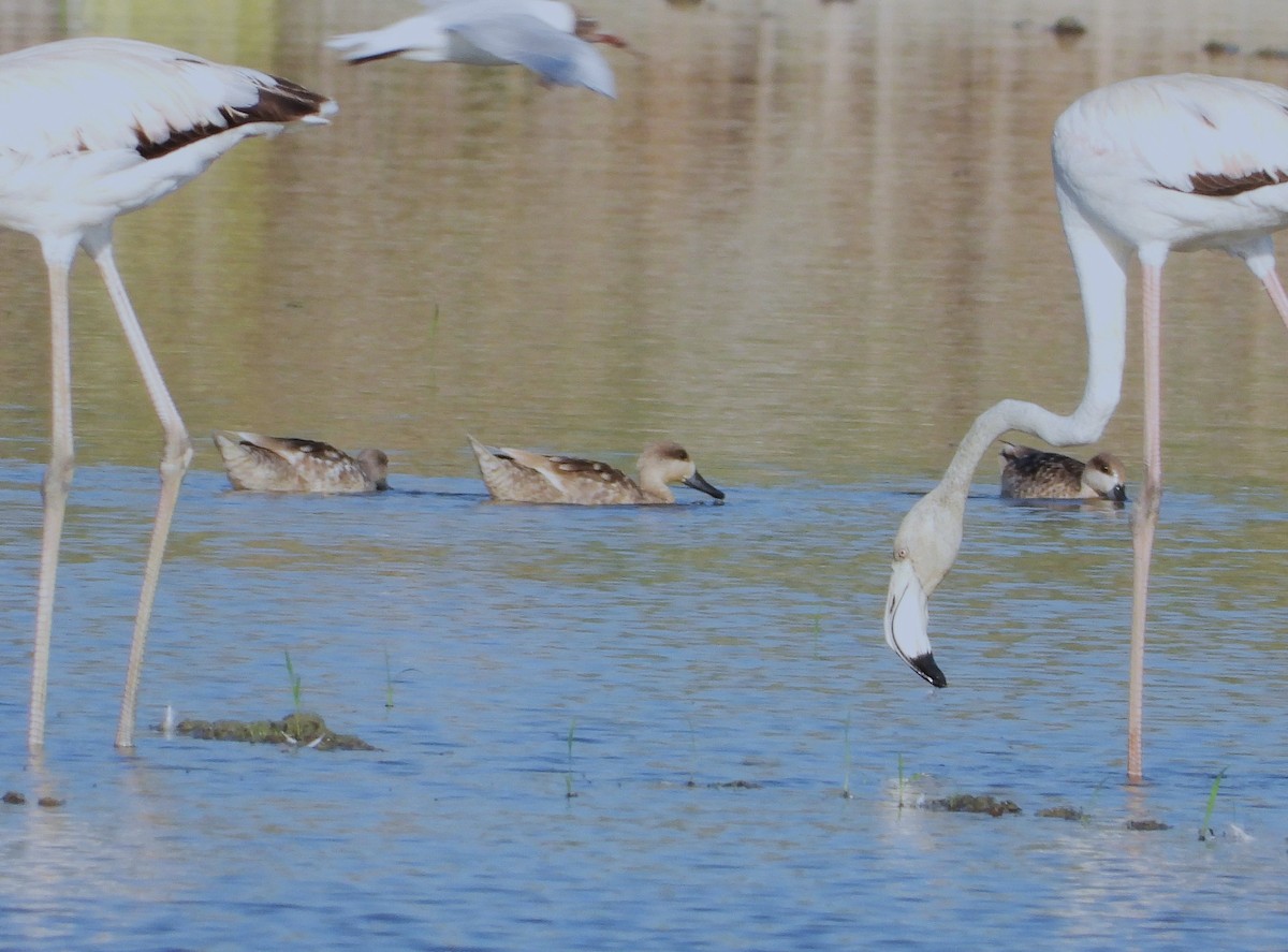 Marbled Duck - ML647774588