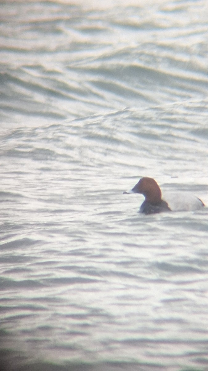 Common Pochard - ML647774600