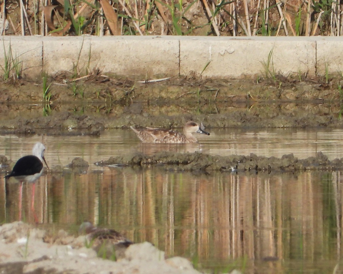 Marbled Duck - ML647774601