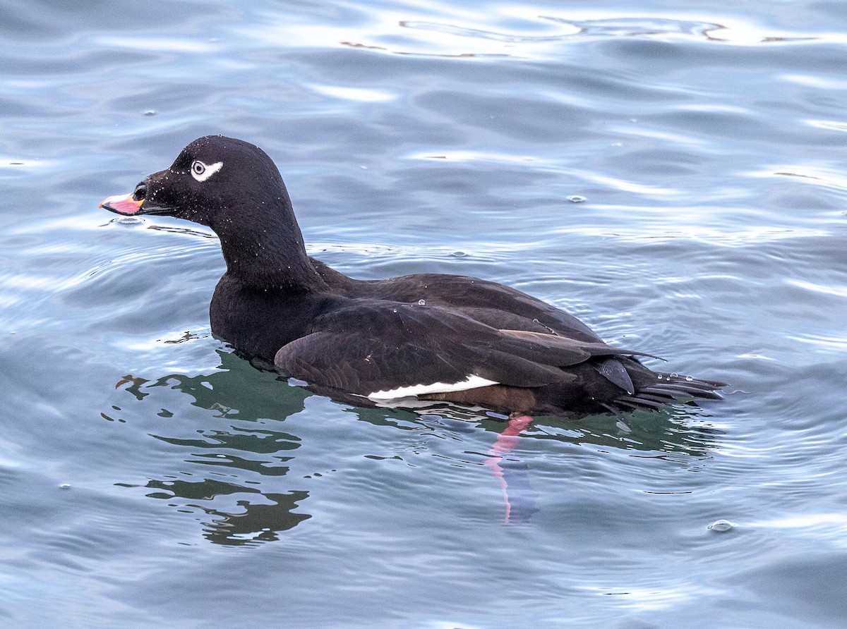 アメリカビロードキンクロ - ML647774619