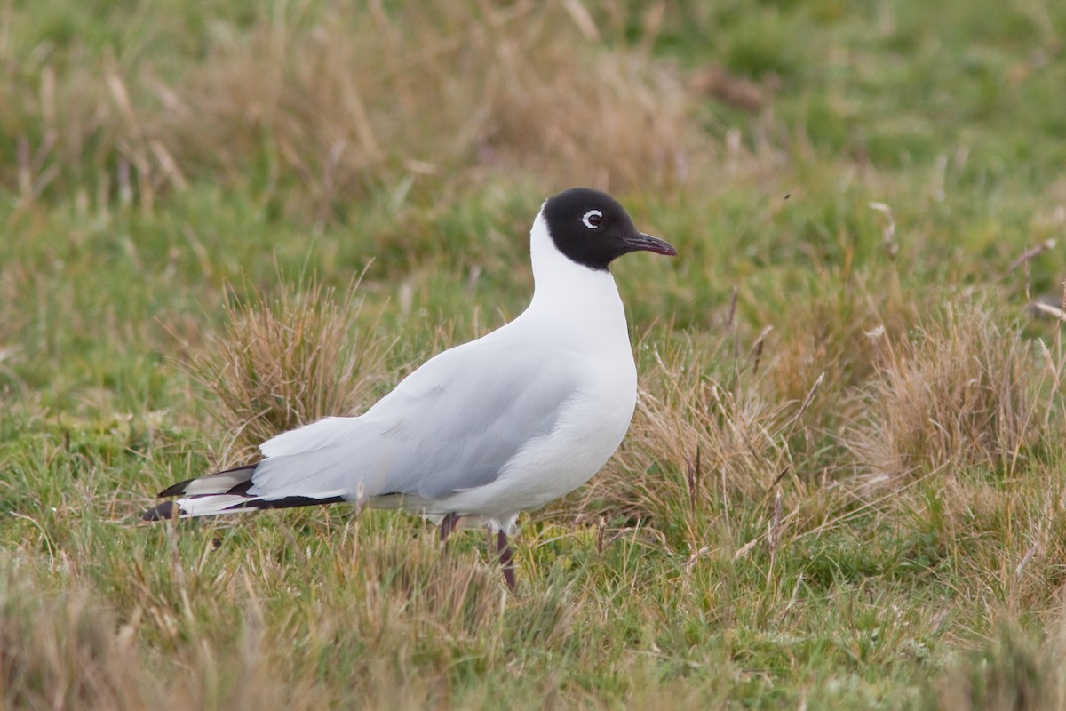Mouette des Andes - ML647774622