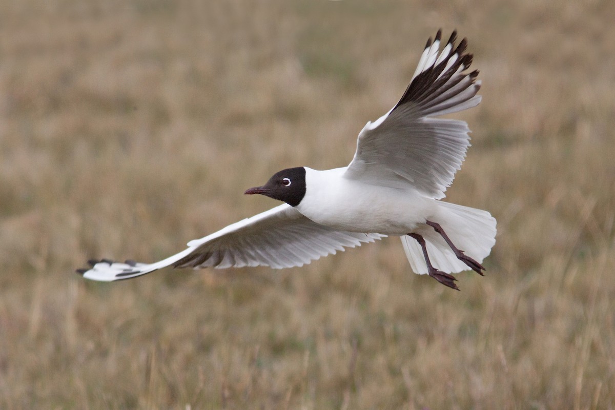 Mouette des Andes - ML647774623