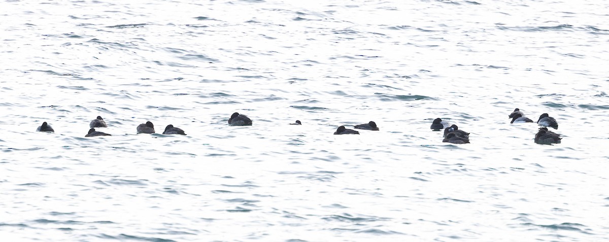 Морская чернеть - ML647774625