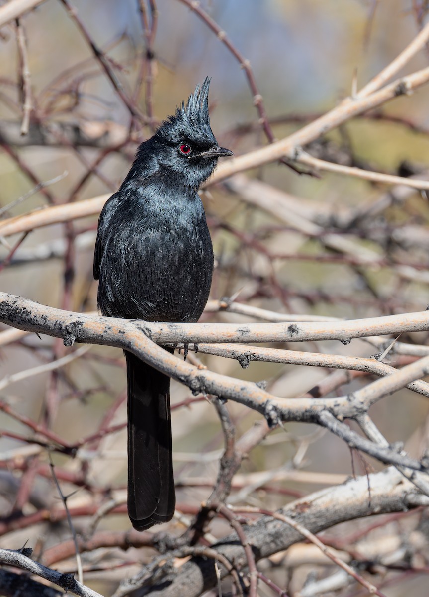 レンジャクモドキ - ML647774626